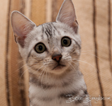 Bengal cat silber rosetted